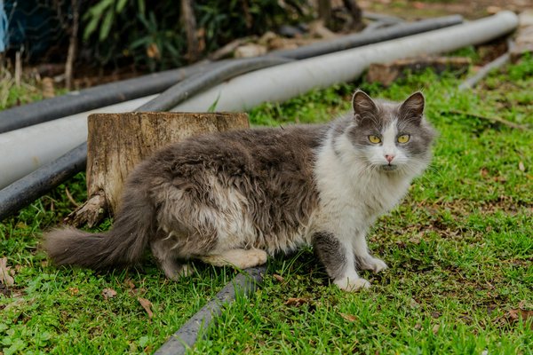 Le défi minceur : Transformez votre mentalité pour un succès durable