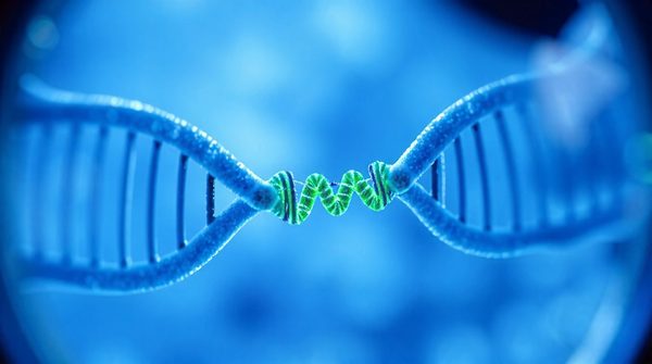 Télomérase : l'enzyme pour ralentir le vieillissement cellulaire